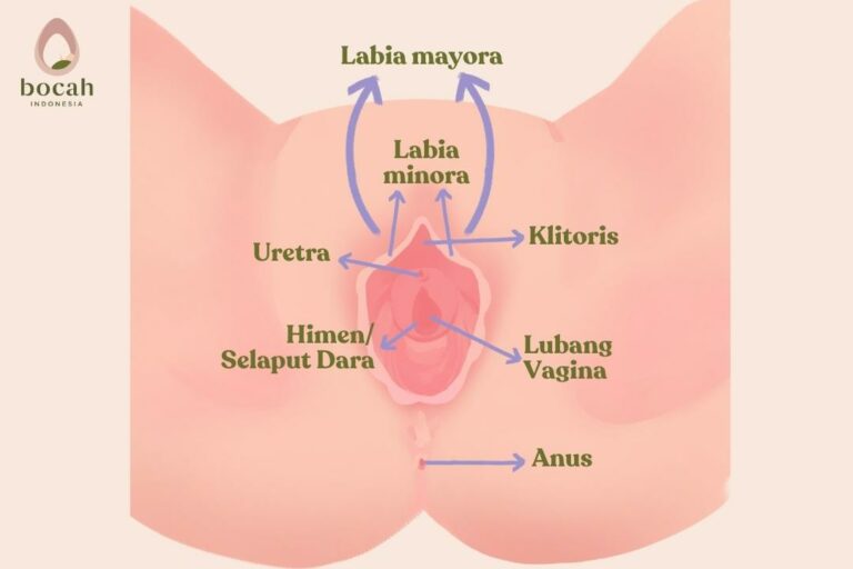 Sistem Reproduksi Wanita Anatomi Fungsinya Bocah Indonesia