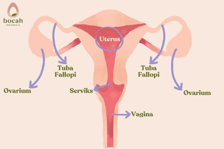 Struktur Sistem Reproduksi Wanita Homecare