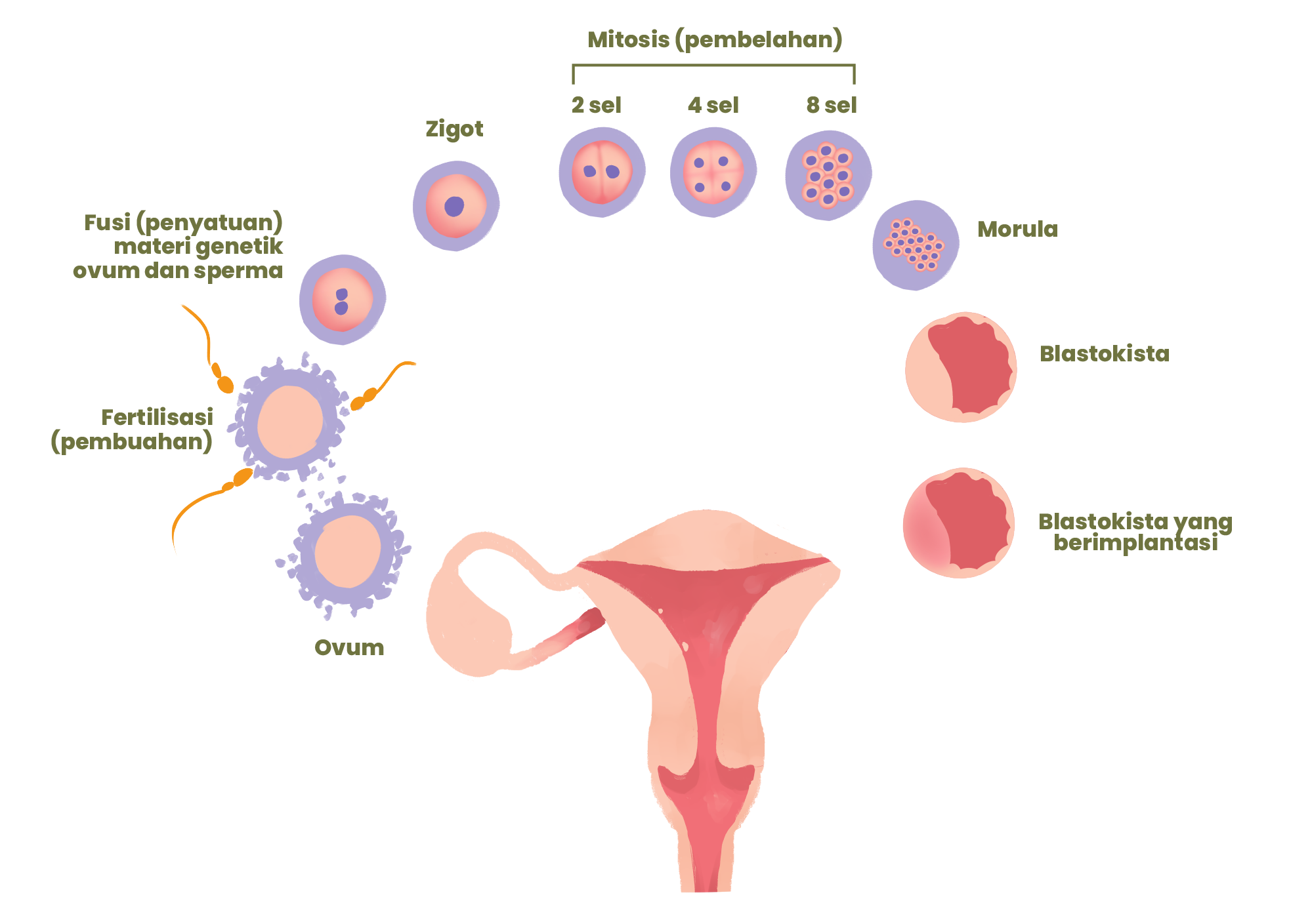 Apa Itu Organogenesis Dan Bagaimana Prosesnya