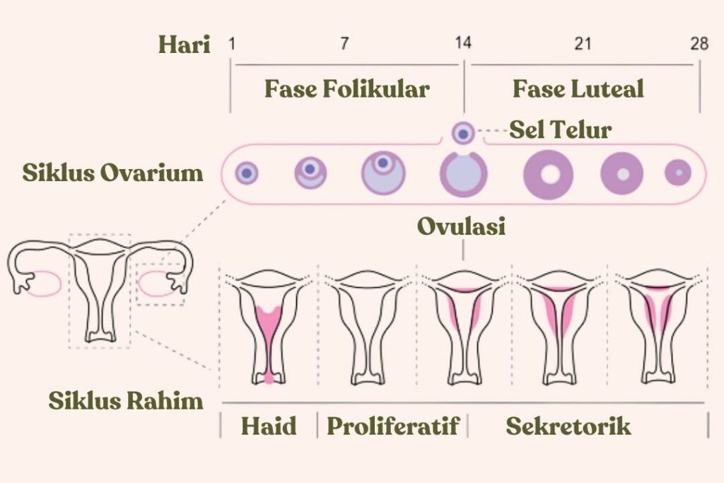 Mengapa apabila terjadi implantasi embrio atau kehamilan maka menstruasi tidak akan terjadi
