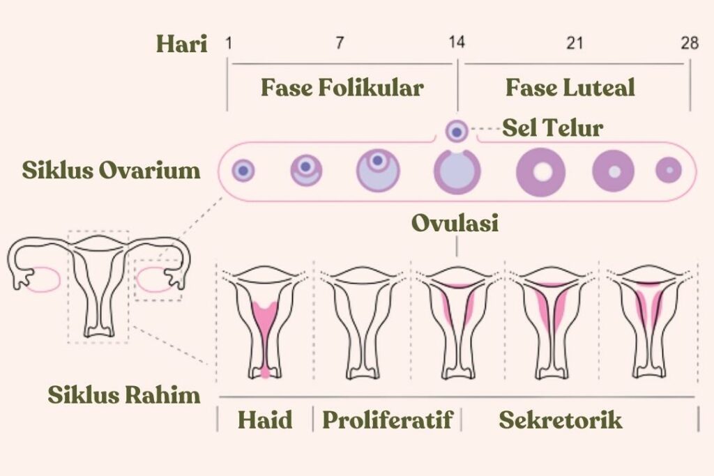 Endometrium Fungsi Gangguan Dan Perannya Pada Kehamilan My XXX Hot Girl