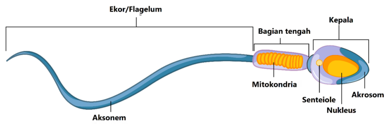 struktur sperma
