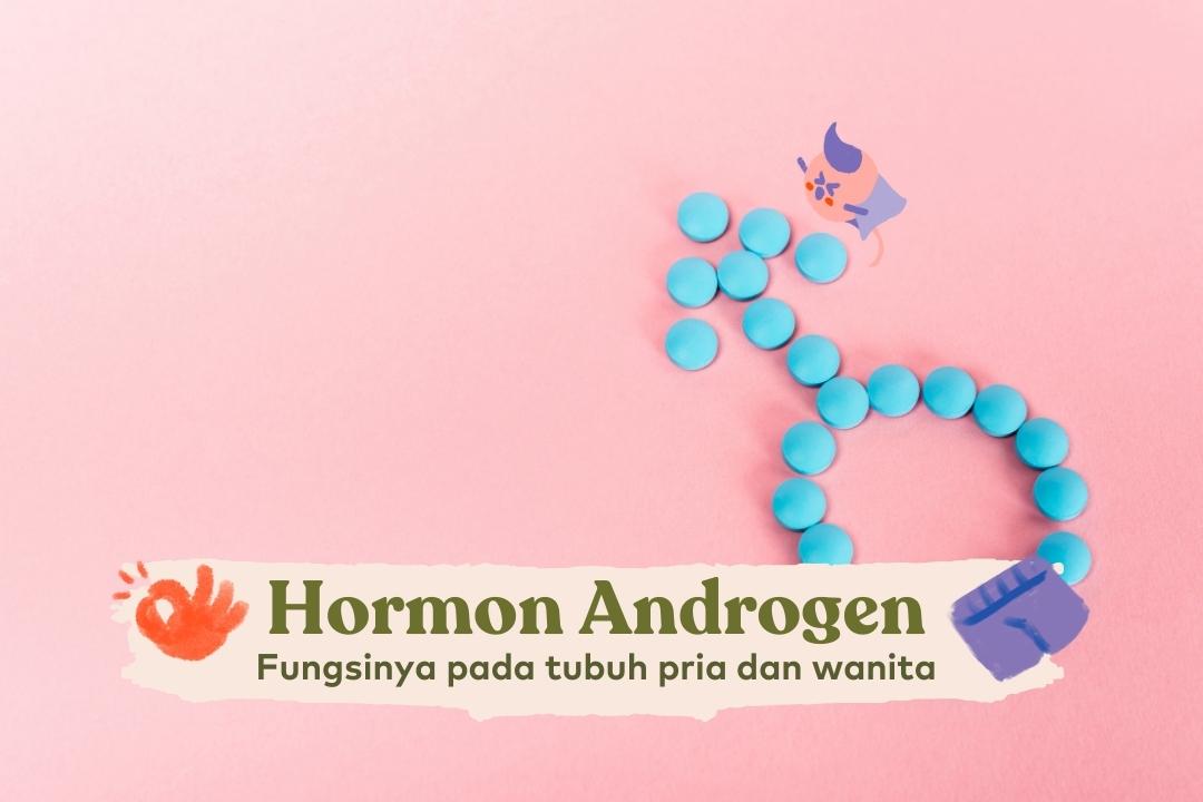 Hormon Androgen Fungsinya Pada Pria And Wanita