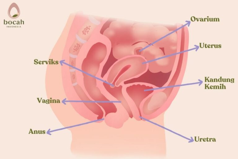 organ reproduksi wanita