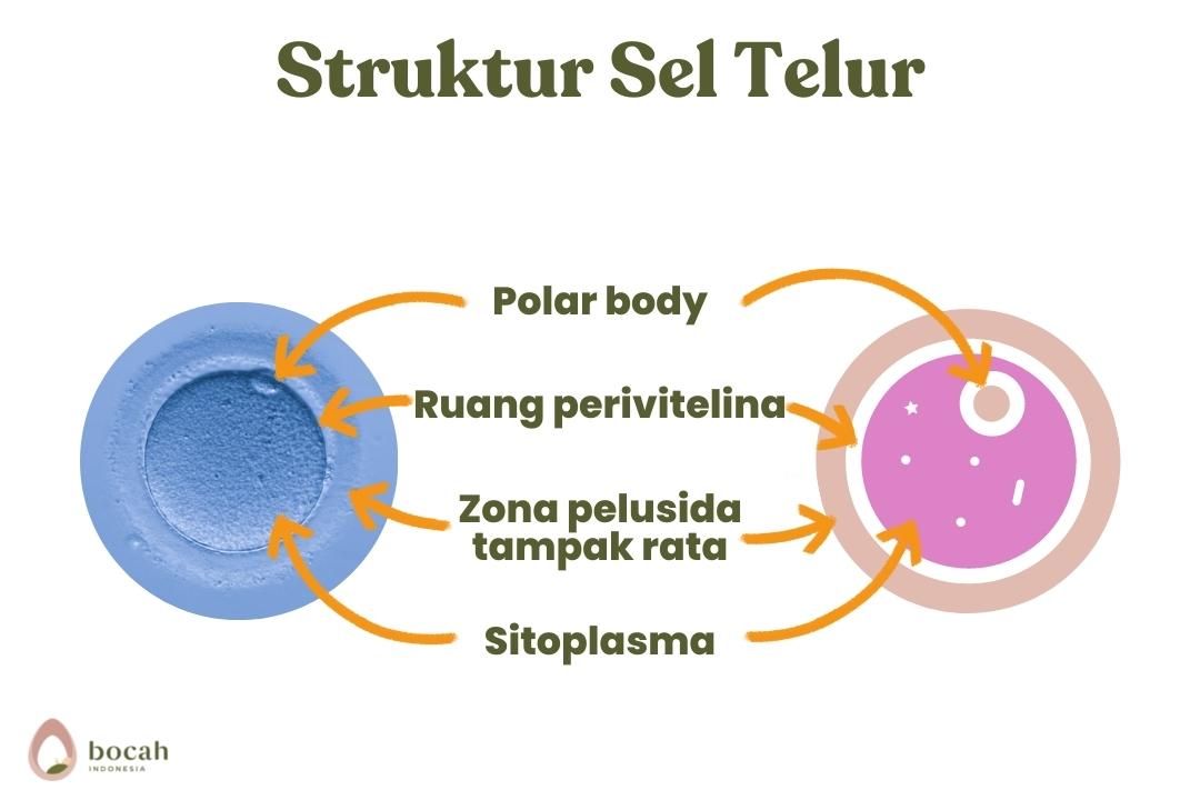 Fakta Mengenai Sel Telur Dan Efeknya Pada Kehamilan