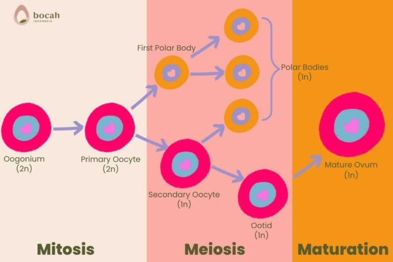 Tahap Perkembangan Sel Telur