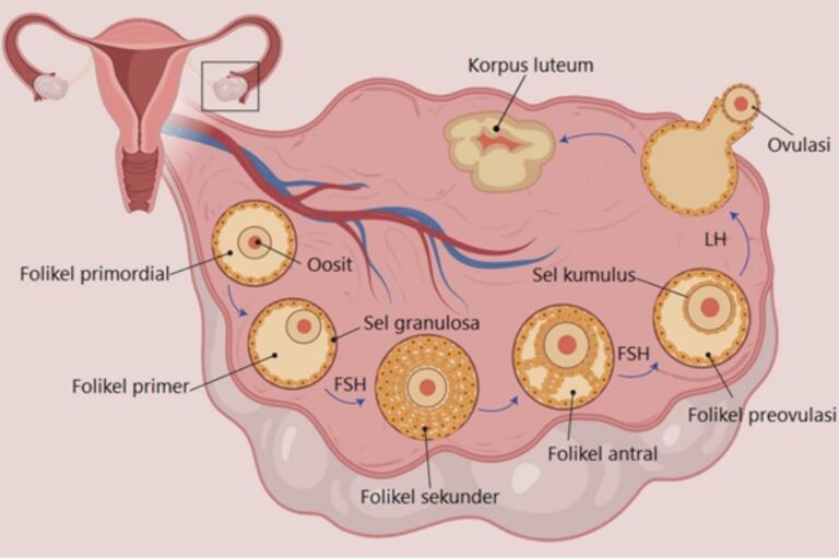 Folikel Fungsinya Pada Sistem Reproduksi Wanita