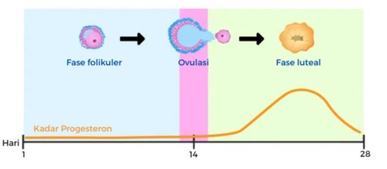 Pengaruh Hormon Progesteron Pada Kesuburan Pria Dan Wanita