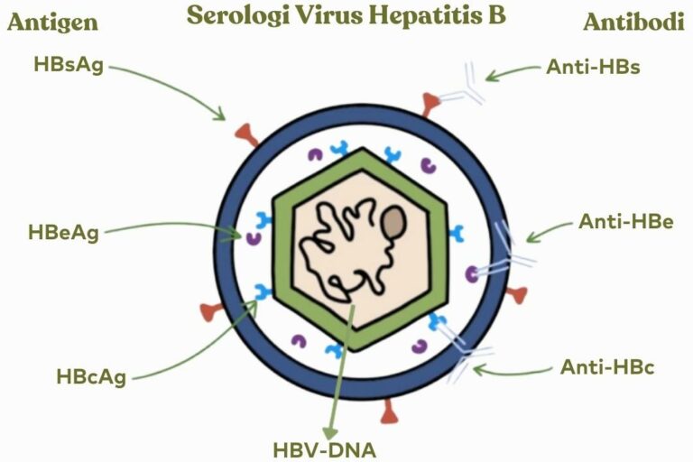 Hepatitis B - Gejala, Penyebab, Cara Mengobati