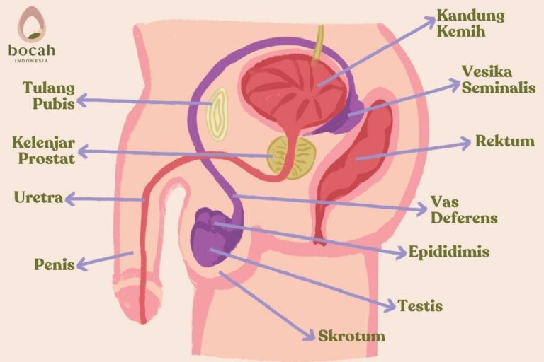 organ reproduksi Pria