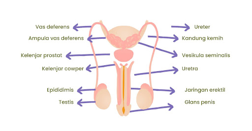 Urut-urutan organ reproduksi dari luar ke dalam pada wanita adalah