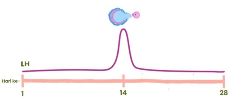 gambaran kadar hormon LH