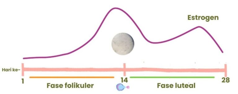 gambaran kadar hormon estrogen