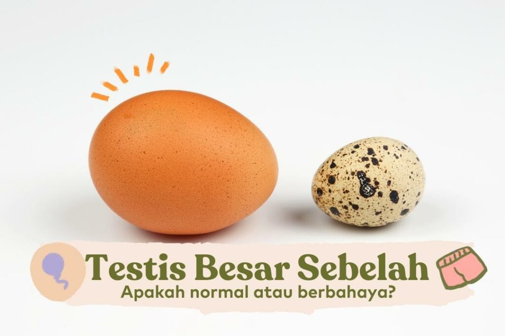 Testis Besar Sebelah Apakah Berbahaya Bocah Indonesia