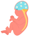 periode-fetus