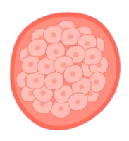 periode-germinal