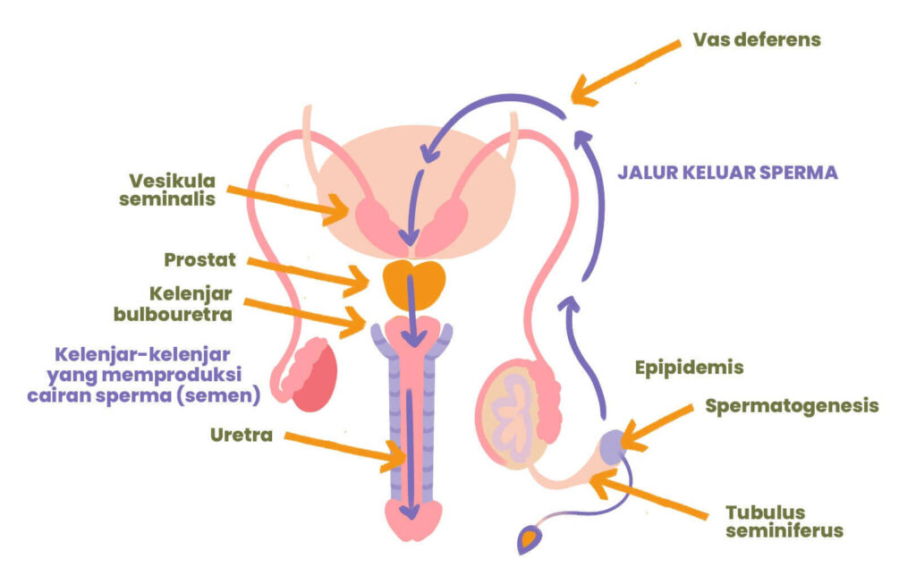 alur-sperma