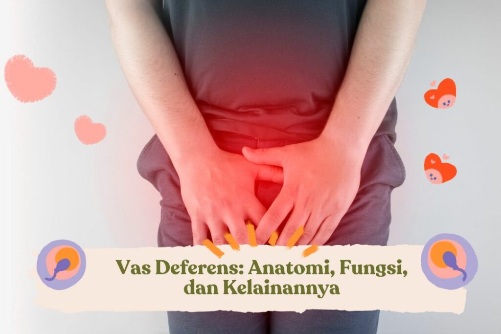 Vas deferens diagram