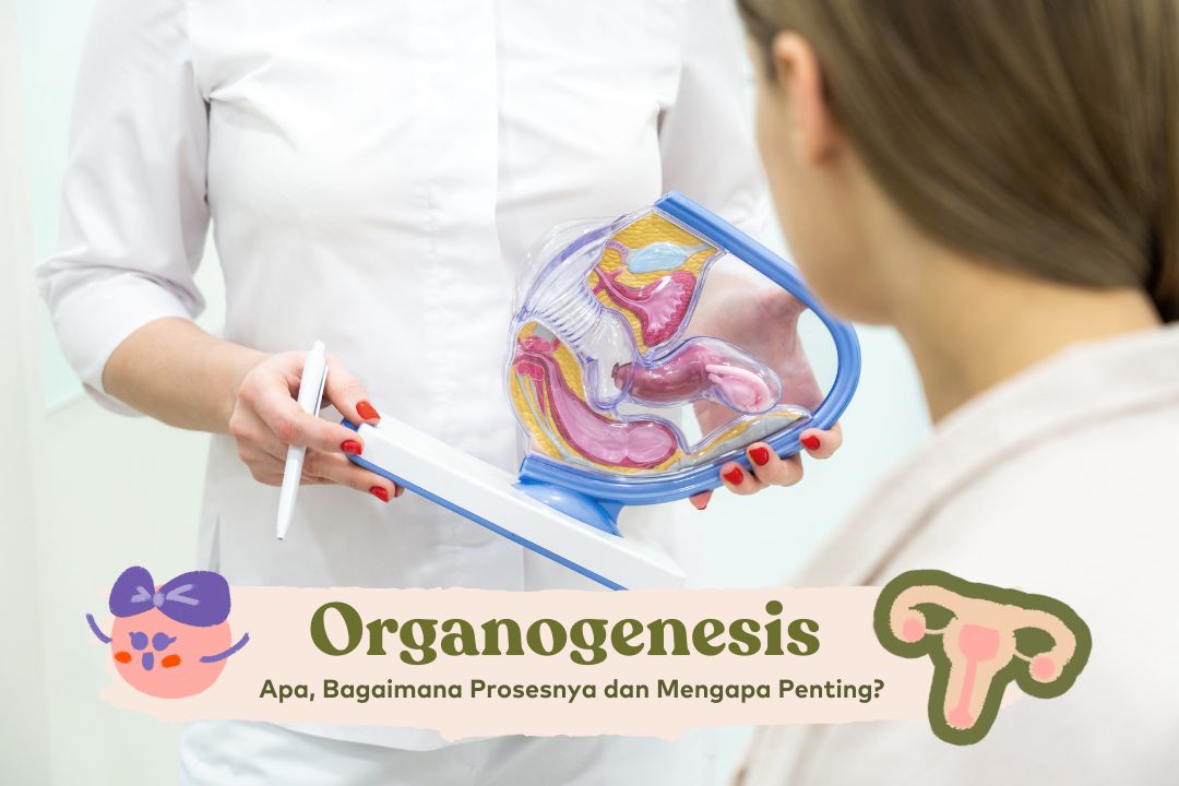 Apa Itu Organogenesis Dan Bagaimana Prosesnya