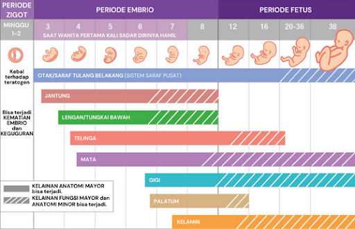 Periode embrio