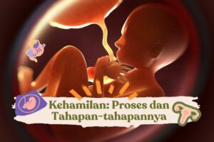 Bagaimana Proses Terjadinya Kehamilan Dan Tahap-tahapannya