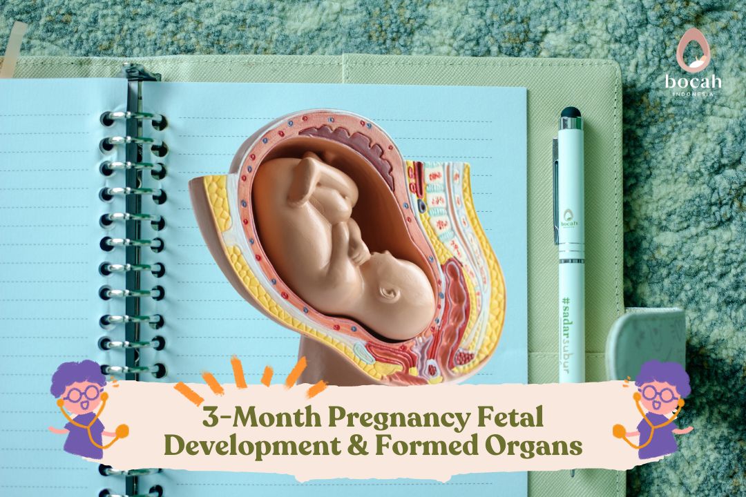 Growth & Development of your baby during First Trimester