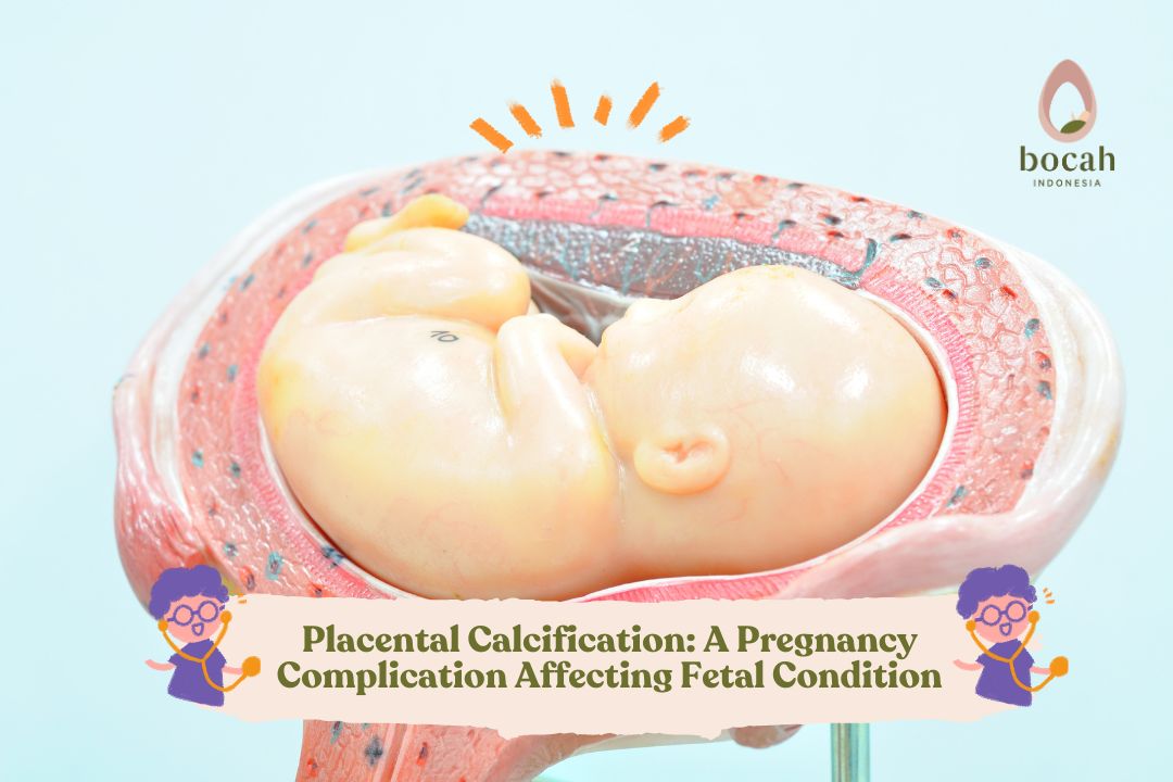 Placenta: Overview, Anatomy, Function & Complications