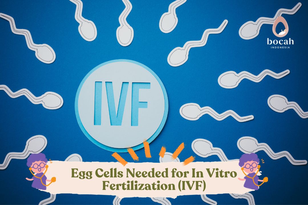 Egg Cells Needed for In Vitro Fertilization (IVF)