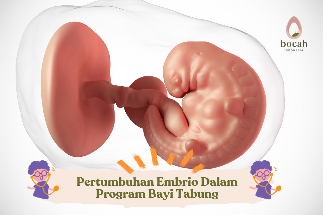 Pertumbuhan Embrio Dalam Program Bayi Tabung