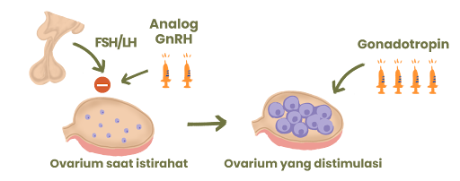 analog Gnrh