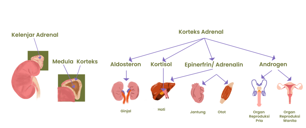 Korteks Adrenal