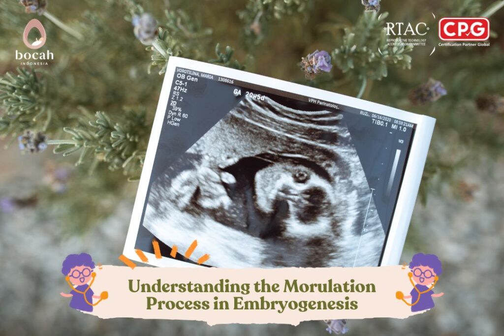 Understanding the Morulation Process in Embryogenesis