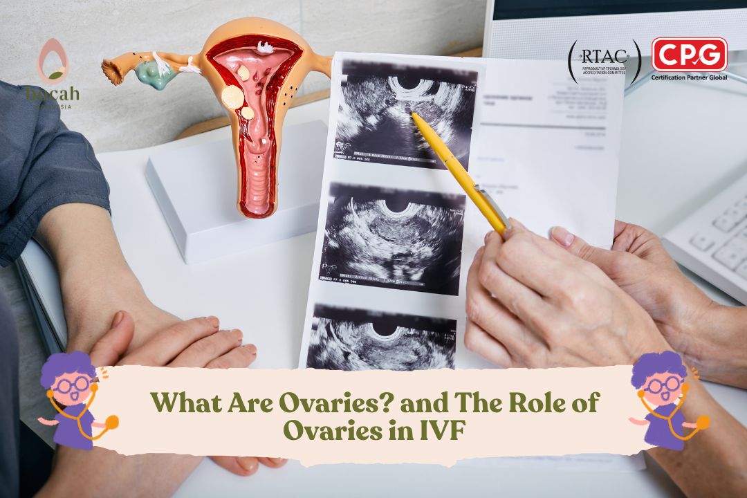What Are Ovaries? and The Role of Ovaries in IVF