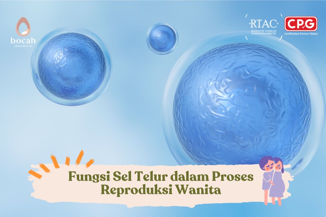 Mengenal Sel Telur: Fungsi, Struktur, dan Pengaruh Usia terhadap Kesuburan