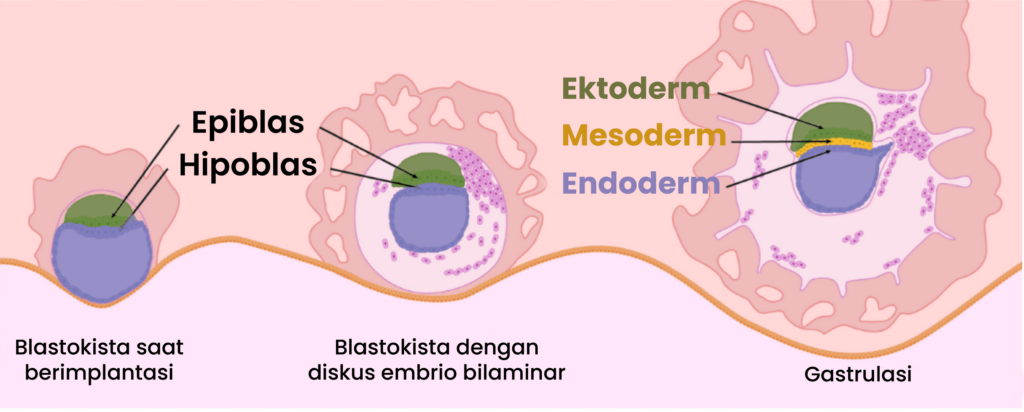 Tahap Gastrulasi