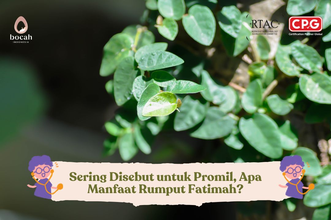 rumput fatimah
