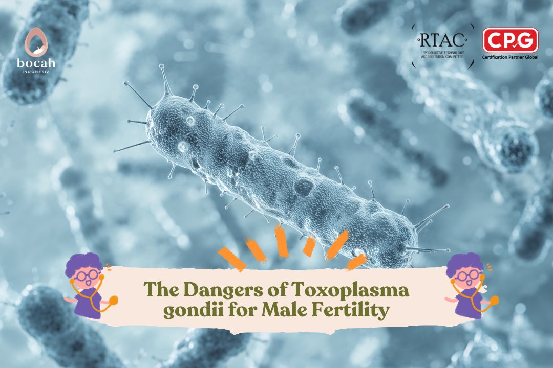 Fathers Need to Be Careful: The Dangers of Toxoplasma gondii for Male Fertility Fathers Need to Be Careful: The Dangers of Toxoplasma gondii for Male Fertility