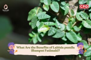 What Are the Benefits of Labisia pumila (Rumput Fatimah)