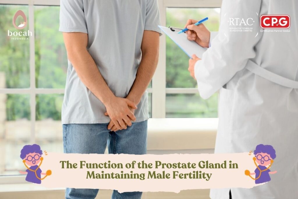 The Function of the Prostate Gland in Maintaining Male Fertility